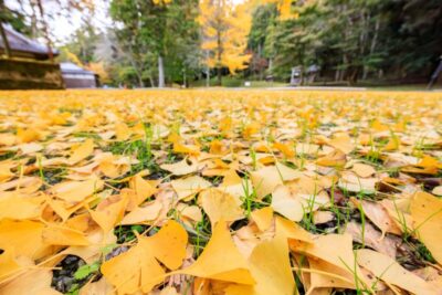 2024紅葉特集 - 津の時間。（津市観光協会）